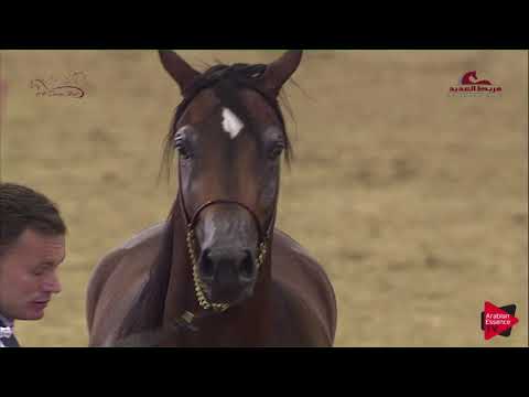 N 14 LAZAAZ AL KHOR   2019 Al Shaqab Arabian Horse Show Festival   Colts 2 Years Old Class 1A