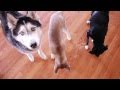 Treat Time With Mishka The Talking Husky