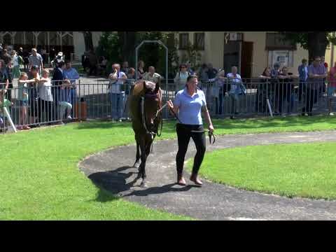 Galopprennbahn Dresden - 16.06.2019 - Rennen 7