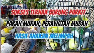 Download lagu successful parakeet breeding, easy care, cheap feed, suitable for a side business mp3