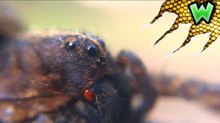 Are Wolf Spiders Dangerous