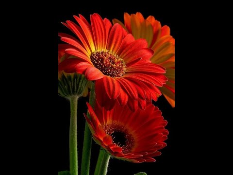 Mưa nhớ tình xưa - Quỳnh Lan