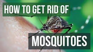 How to Get Rid of Mosquitoes in Your Yard (4 EASY Steps)