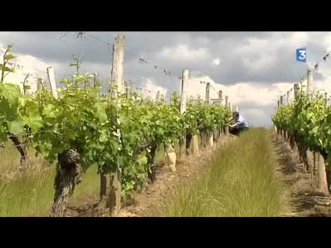 "Le son du vignoble": trois jours de concerts dans la Vienne ce week-end