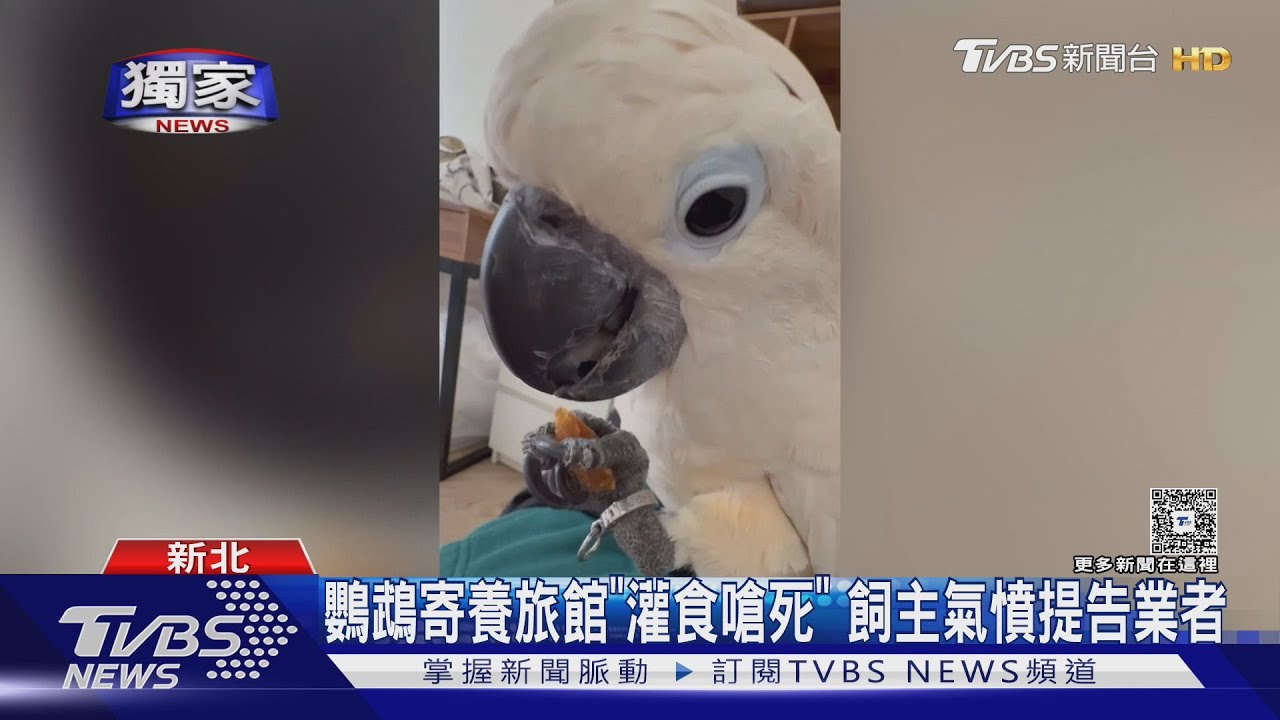 獨/鸚鵡「鳥寶」寄宿旅館遭嗆死!賠償沒共識 飼主決定提告