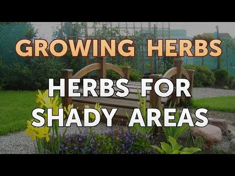 How to Divide Lavender Plants