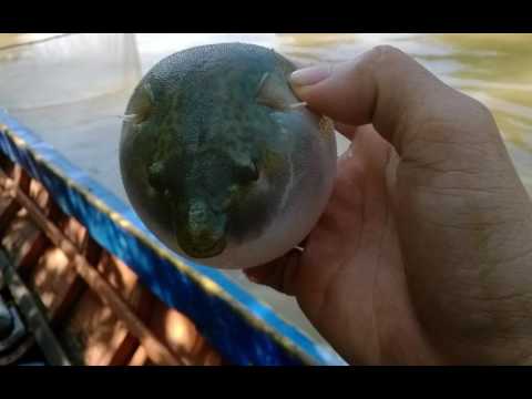 Jetdey Sambot​ Samuth & Sothea