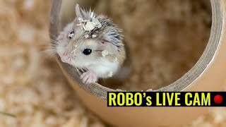 🔴 Hamster Live Cam | Petfield