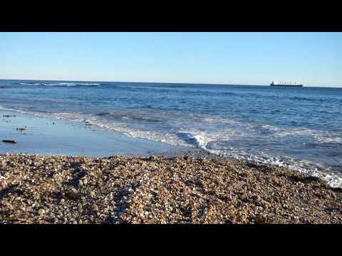 Spider Crab Molting Season