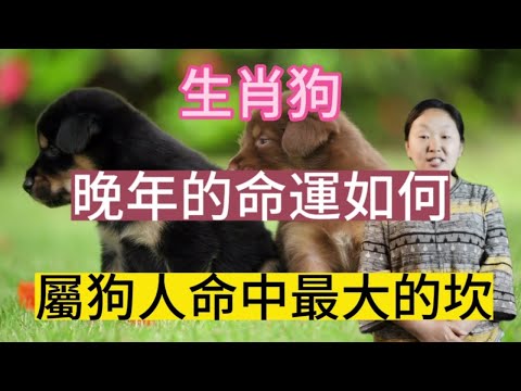 屬狗塔位座向
