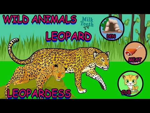 Learn Wild Animal names and Female Names with their Habitats young ones food habits for preschoolers