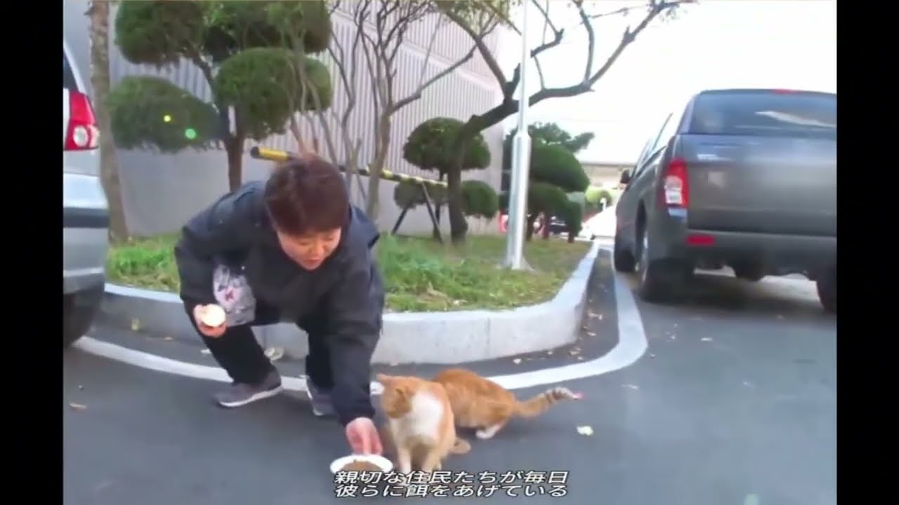 お持ち帰り猫   カメラが捉えた真実