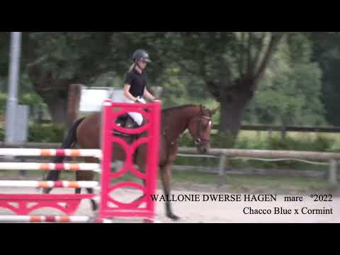 Wallonie Dwerse Hagen