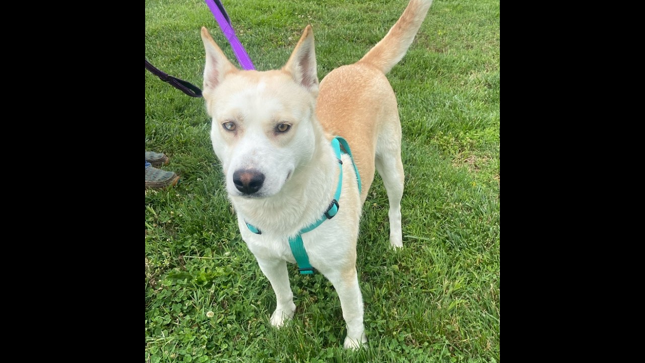 Destiny Momma Dolittle, a ADOPTABLE mixed breed in Woburn, MA video 3/5