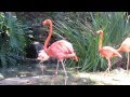 Awesome Flamingos At The LA Zoo HD Video