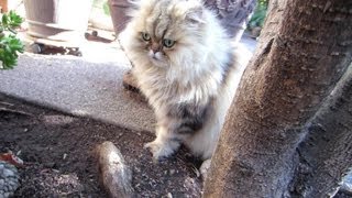 13 09 22 Flying ants after the rain amusing Mythicbells Persian kitties