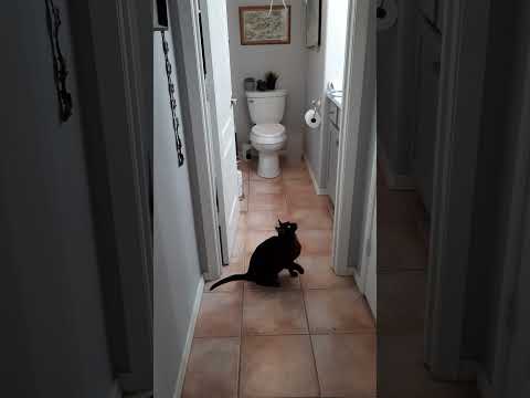 Cheap Toy for short attention span.