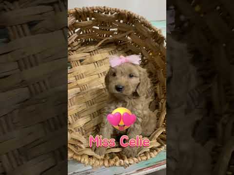 Thumbnail for Miss Celie's video