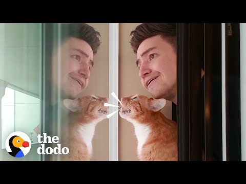 Things All Cat Parents Say | The Dodo