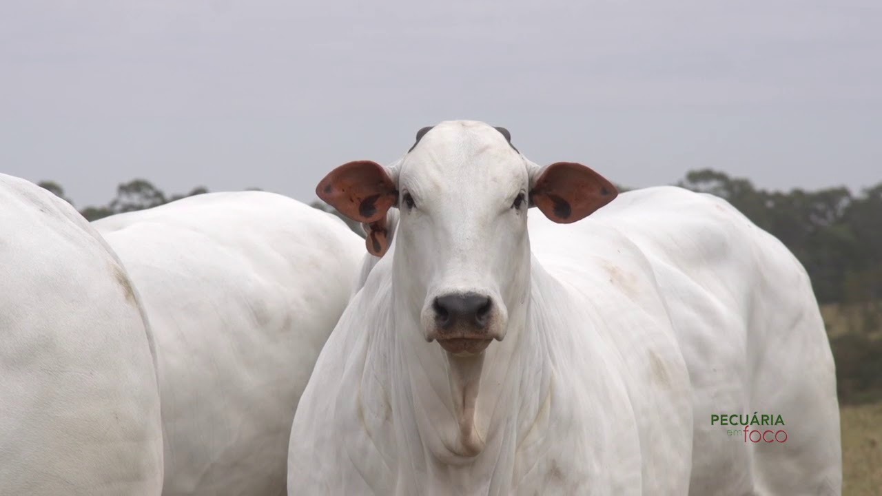 PECUÁRIA EM FOCO - LEILÃO FAZ ELDORADO 2017