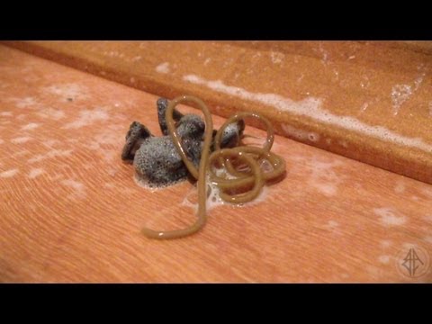 férgek amikor petesejtek jelennek meg