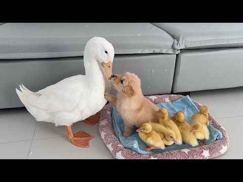 Самое милое похищение