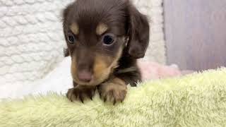 ミニチュアダックスの動画01