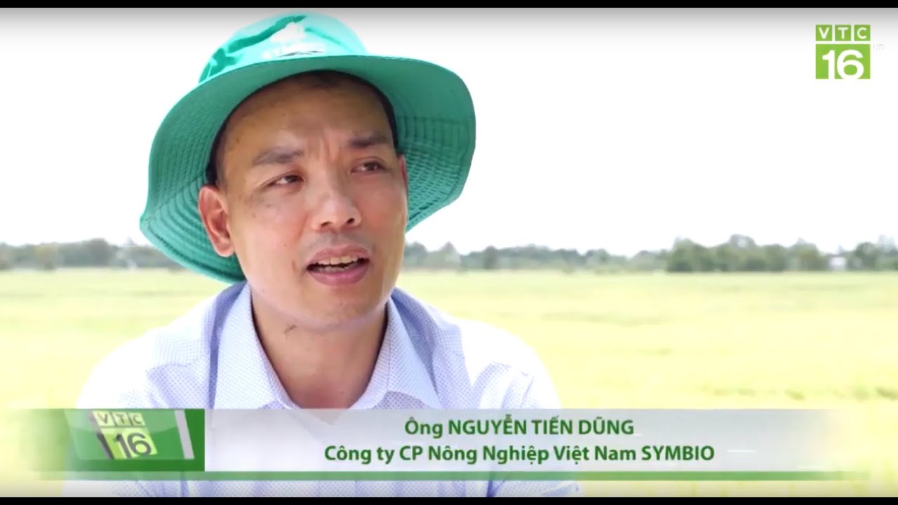 Nấm nội sinh Endophyte giúp giảm chi phí, cho gạo sạch