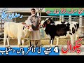 Chakwal | Australian Friesian Heifers | Jersey female calf | Ramzan pakij | Jani Best