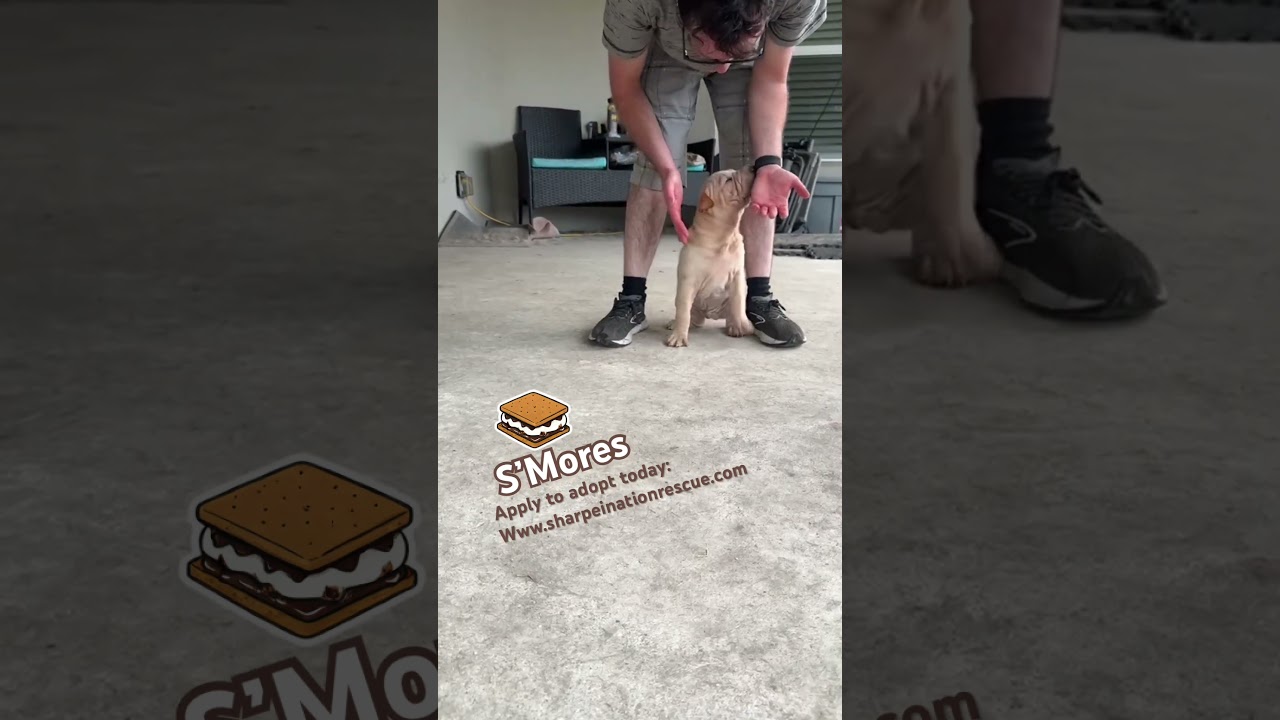 Enlarge S'MORES, a ADOPTABLE Shar-Pei in Palm Bay, FL video 6/6
