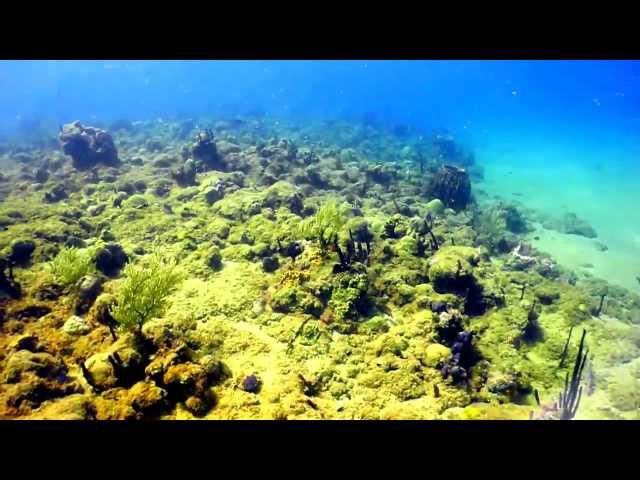 7/12/2012 Rompe Olas Reef Dive, Aguadilla, Puerto Rico