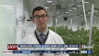 'Gurl Scout Cookies' marijuana strain upsetting parents