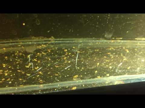 Phenacogrammus aurantiacus juveniles 1/2/3 days old