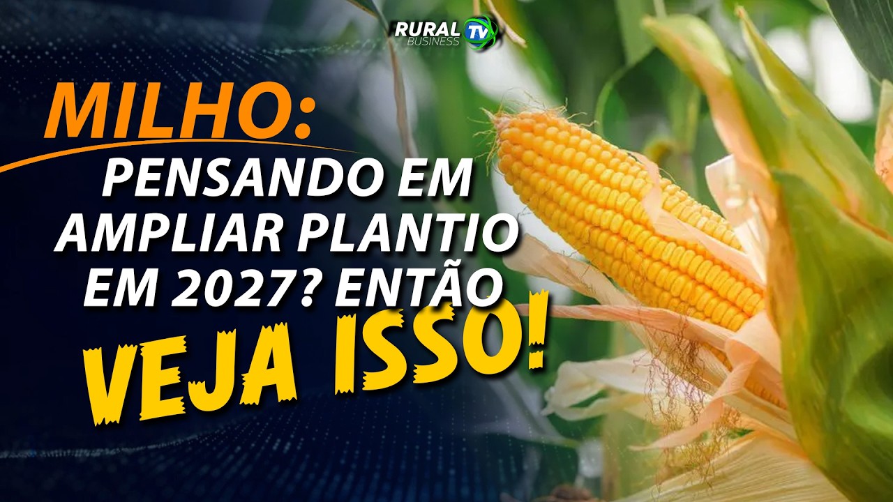 MILHO: PENSANDO EM AMPLIAR PLANTIO EM 2027? ENTÃO, VEJA ISSO!