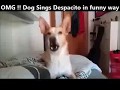 Despacito Dog Despacito By Dog Dog Singing Despacito Despacito Dog Version Despacito Animal