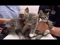 Boy Oh Boy A Litter Of Six Adorable Kittens