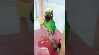 Download lagu burung takur jinak gacor mp3 Download lagu burung takur jinak gacor mp3