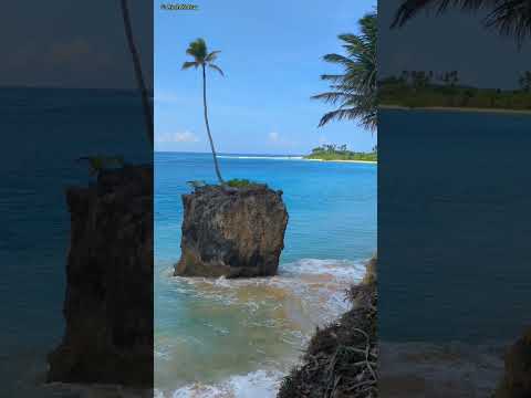 Lonely Coconut Tree 🌴Kakana Beach 🏖️Nicobar Islands