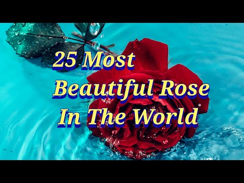 Top 25 Most Beautiful Rose In The World 2021