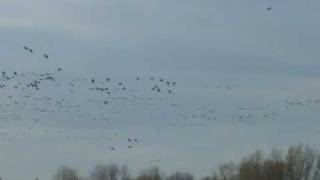 preview picture of video 'White Fronted Geese (Anser albifrons).'