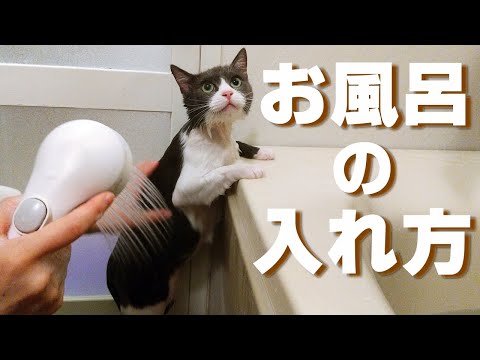 子猫のお風呂の入れ方
