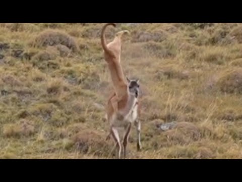 Guanaco FLIPS Puma Into the Air in Daring Escape