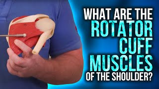 What are the Rotator Cuff Muscles of the Shoulder?