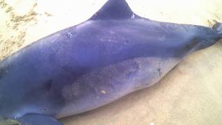 ШТОРМ в Анапе 2018 СТРАШНО Дельфин ПОГИБ Черное море беспощадно даже к своим обиталям