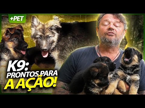 FILHO DE POLICIAL, POLICIAL É! PASTOR ALEMÃO! | RICHARD RASMUSSEN