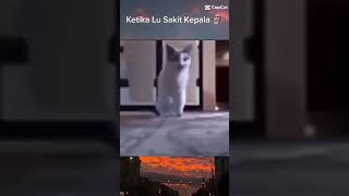 Download lagu kucing bilang:mana paramex mp3