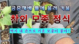 [텃밭농부 2,246]  공중에서 키울 참외. 튼튼하게 키운 모종 정식하기#참외재배