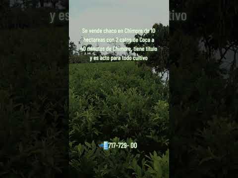 chaco en venta en chimore #lotesenventa ##terrenos #tropicodecochabamba