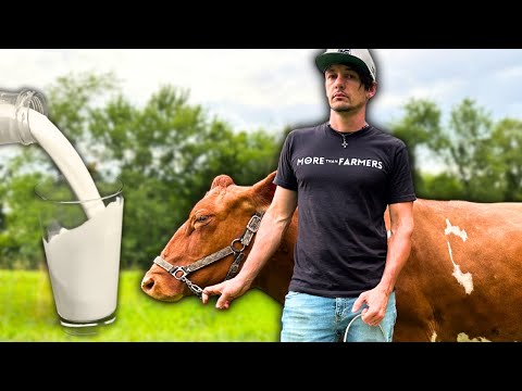 Should YOU own a MILK COW?