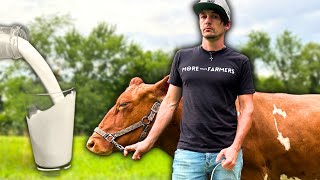 Should YOU own a MILK COW?